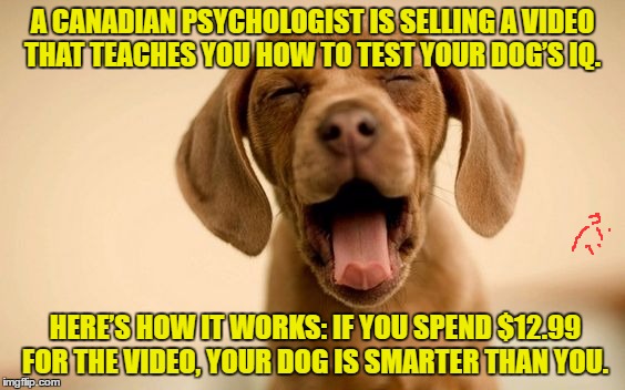 dog I.Q. | A CANADIAN PSYCHOLOGIST IS  SELLING A VIDEO THAT TEACHES YOU HOW TO TEST YOUR DOG’S IQ. HERE’S HOW IT WORKS: IF YOU SPEND $12.99 FOR THE VIDEO, YOUR DOG  IS SMARTER THAN YOU. | image tagged in jokes,joke,animals,animal,dog,funny | made w/ Imgflip meme maker