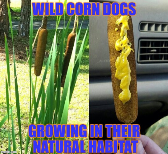 Can Someone Tell Me How I'll Know When They Are Ripe? They Taste Horrible No Matter How Much Mustard I Put On Them! |  WILD CORN DOGS; GROWING IN THEIR NATURAL HABITAT | image tagged in corn dogs,lol,funny memes,lynch1979 | made w/ Imgflip meme maker