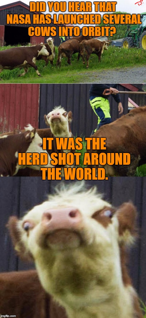 cow joke | DID YOU HEAR THAT NASA HAS LAUNCHED SEVERAL COWS INTO ORBIT? IT WAS THE HERD SHOT AROUND THE WORLD. | image tagged in cow,joke,funny,animals,funny meme | made w/ Imgflip meme maker