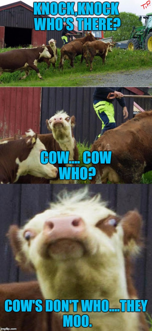 cow knock knock joke | KNOCK,KNOCK WHO'S THERE? COW....
COW WHO? COW'S DON'T WHO....THEY MOO. | image tagged in cow,funny,joke,funny meme,animal,knock knock | made w/ Imgflip meme maker