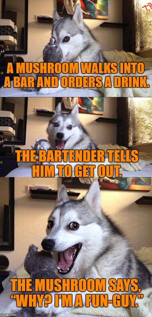 mushroombar joke | A MUSHROOM WALKS INTO A BAR AND ORDERS A DRINK. THE BARTENDER TELLS HIM TO GET OUT. THE MUSHROOM SAYS, “WHY? I’M A FUN-GUY.” | image tagged in memes,bad pun dog,funny,joke,funny meme,too funny | made w/ Imgflip meme maker