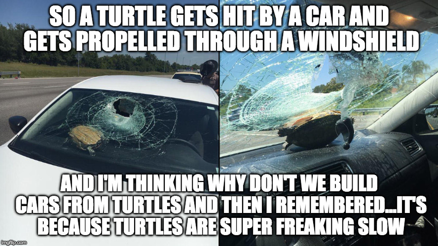 Teenage Highway Speedbump Turtle | SO A TURTLE GETS HIT BY A CAR AND GETS PROPELLED THROUGH A WINDSHIELD; AND I'M THINKING WHY DON'T WE BUILD CARS FROM TURTLES AND THEN I REMEMBERED...IT'S BECAUSE TURTLES ARE SUPER FREAKING SLOW | image tagged in super turtle,turtle,car accident,weird stuff | made w/ Imgflip meme maker