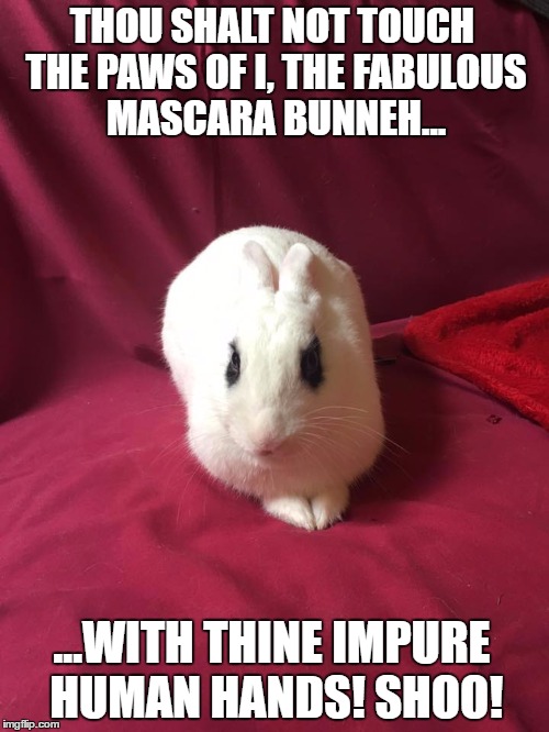 Disgruntled Fabulous Bunny | THOU SHALT NOT TOUCH THE PAWS OF I, THE FABULOUS MASCARA BUNNEH... ...WITH THINE IMPURE HUMAN HANDS! SHOO! | image tagged in bunny,bunnies,rabbits,rabbit,angry bunny | made w/ Imgflip meme maker
