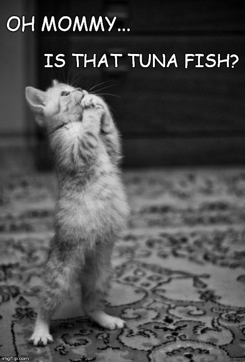 BEGGING | OH MOMMY... IS THAT TUNA FISH? | image tagged in begging | made w/ Imgflip meme maker