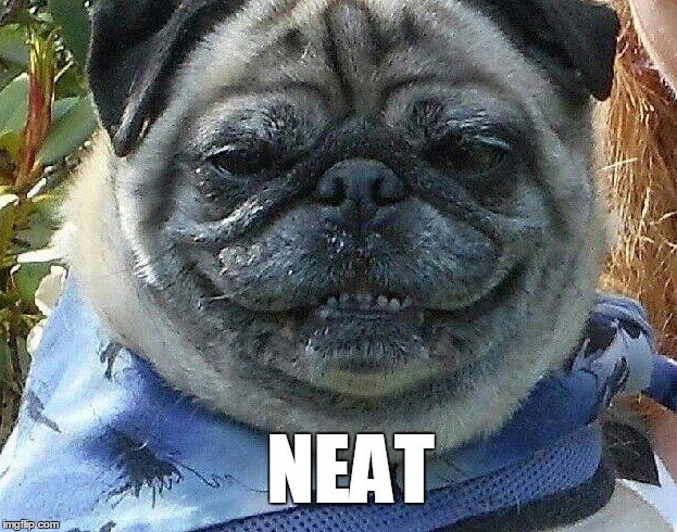 Neat Pug | NEAT | image tagged in pug,neat,smiling dog,dog,lol,funny | made w/ Imgflip meme maker