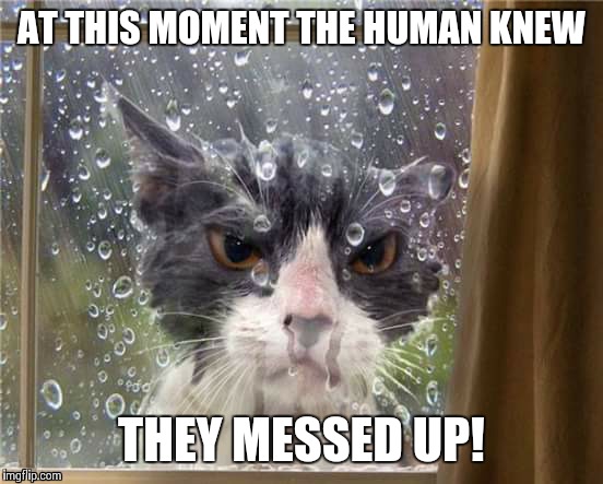 AT THIS MOMENT THE HUMAN KNEW; THEY MESSED UP! | image tagged in messed up,mad cat | made w/ Imgflip meme maker