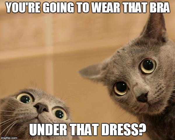 Startled Cats | YOU'RE GOING TO WEAR THAT BRA; UNDER THAT DRESS? | image tagged in startled cats | made w/ Imgflip meme maker