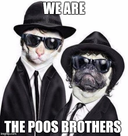 Blues Brothers Animals | WE ARE; THE POOS BROTHERS | image tagged in blues brothers animals | made w/ Imgflip meme maker