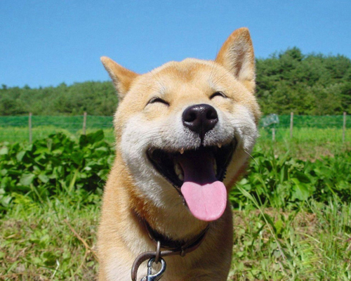 High Quality Happy dog Blank Meme Template