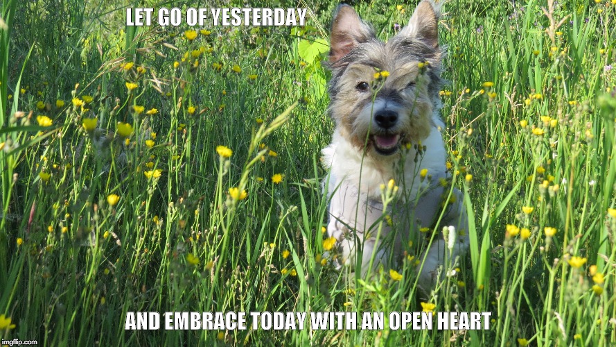 Happy Heart |  LET GO OF YESTERDAY; AND EMBRACE TODAY WITH AN OPEN HEART | image tagged in dogs | made w/ Imgflip meme maker