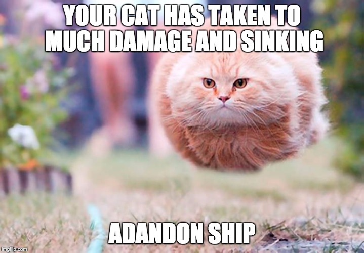 YOUR CAT HAS TAKEN TO MUCH DAMAGE AND SINKING; ADANDON SHIP | made w/ Imgflip meme maker