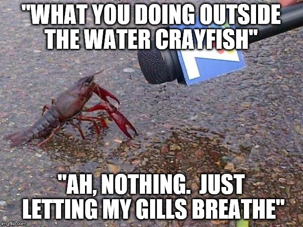 crayfish | "WHAT YOU DOING OUTSIDE THE WATER CRAYFISH"; "AH, NOTHING. 
JUST LETTING MY GILLS BREATHE" | image tagged in crayfish | made w/ Imgflip meme maker