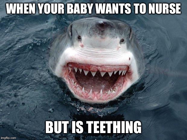 O Hai Shark | WHEN YOUR BABY WANTS TO NURSE; BUT IS TEETHING | image tagged in o hai shark | made w/ Imgflip meme maker
