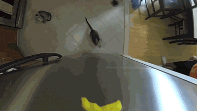 cat jumping in slow-mo.