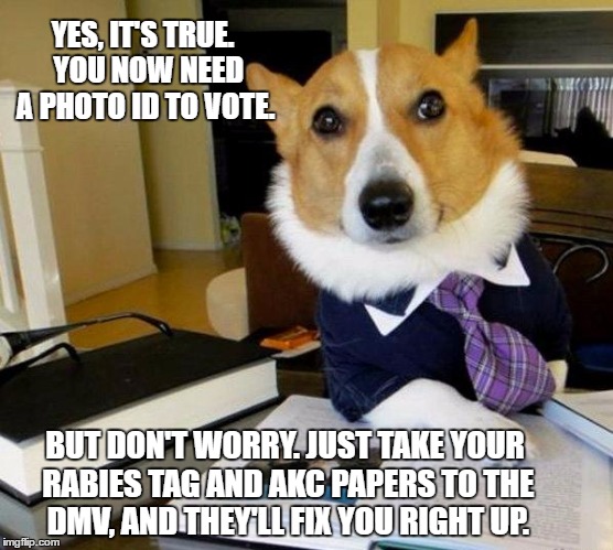 Lawyer dog | YES, IT'S TRUE.  YOU NOW NEED A PHOTO ID TO VOTE. BUT DON'T WORRY. JUST TAKE YOUR RABIES TAG AND AKC PAPERS TO THE DMV, AND THEY'LL FIX YOU RIGHT UP. | image tagged in lawyer dog | made w/ Imgflip meme maker