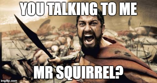 Sparta Leonidas Meme | YOU TALKING TO ME MR SQUIRREL? | image tagged in memes,sparta leonidas | made w/ Imgflip meme maker