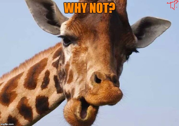 WHY NOT? | made w/ Imgflip meme maker
