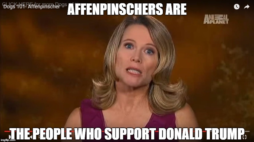 AFFENPINSCHERS ARE; THE PEOPLE WHO SUPPORT DONALD TRUMP | image tagged in affenpinschers are | made w/ Imgflip meme maker