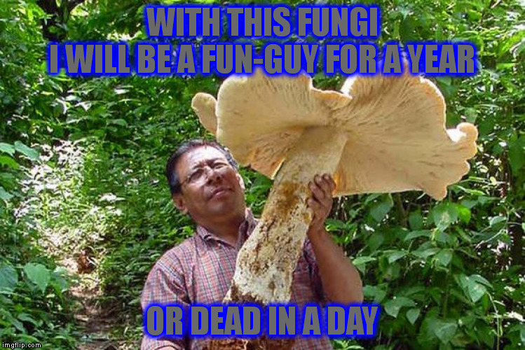 WITH THIS FUNGI OR DEAD IN A DAY I WILL BE A FUN-GUY FOR A YEAR | made w/ Imgflip meme maker