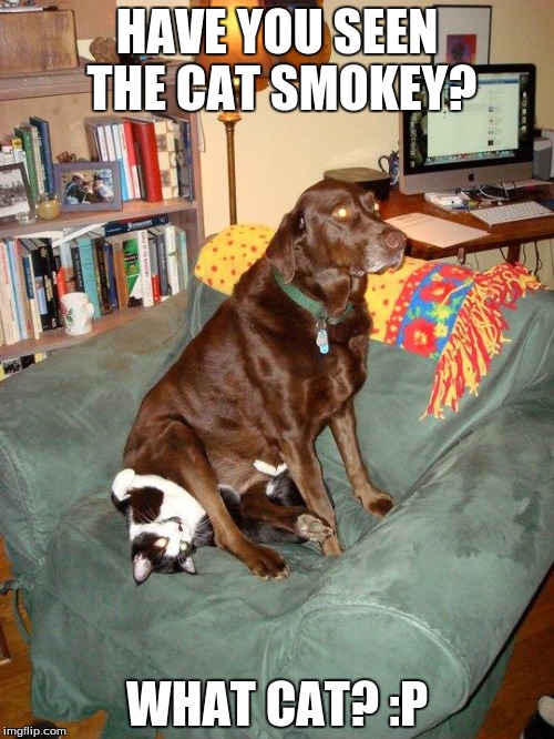 Seen who? | HAVE YOU SEEN THE CAT SMOKEY? WHAT CAT? :P | image tagged in funny,memes,dogs | made w/ Imgflip meme maker