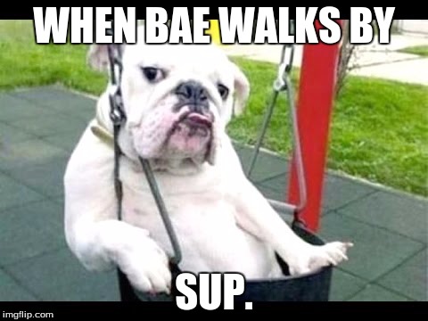 Whattup. | WHEN BAE WALKS BY; SUP. | image tagged in bae,funny,dogs | made w/ Imgflip meme maker