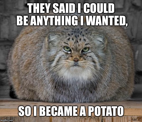 Fat Cats Exercise | THEY SAID I COULD BE ANYTHING I WANTED, SO I BECAME A POTATO | image tagged in fat cats exercise | made w/ Imgflip meme maker
