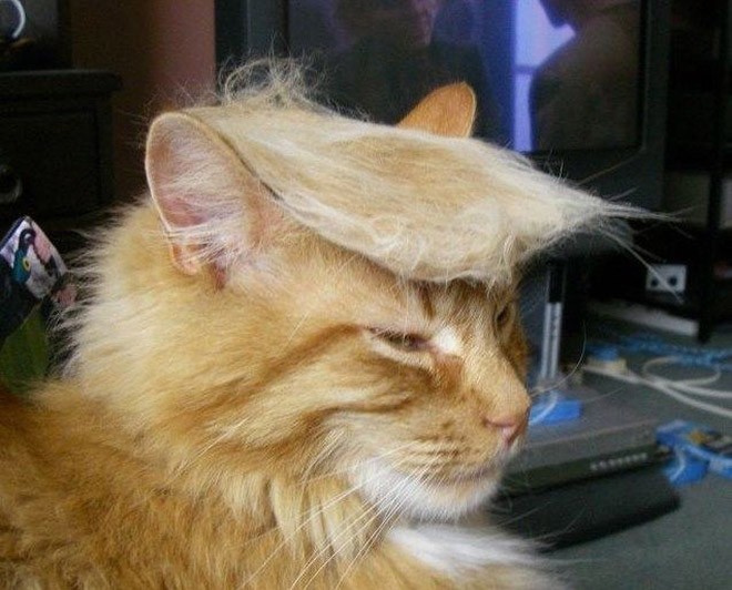 Vote Trump Cat Blank Meme Template