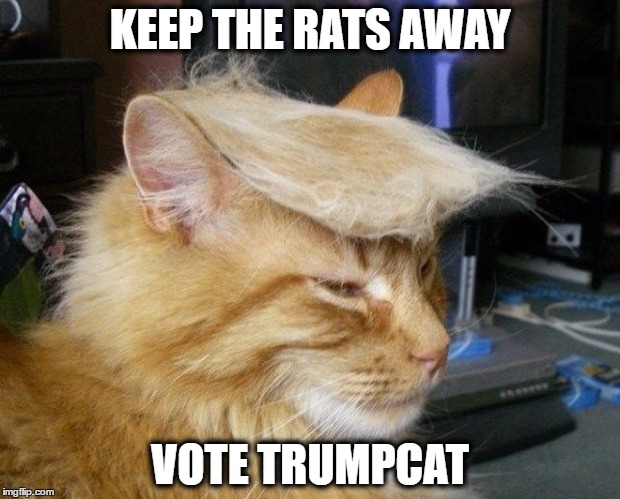 Vote Trump Cat | KEEP THE RATS AWAY; VOTE TRUMPCAT | image tagged in vote trump cat | made w/ Imgflip meme maker