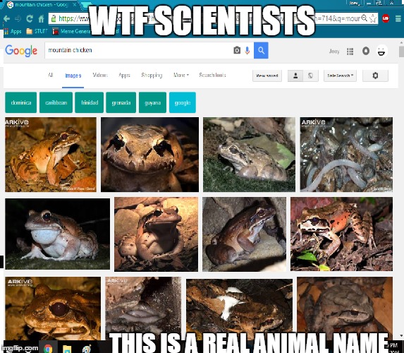 Why scientists why??? | WTF SCIENTISTS; THIS IS A REAL ANIMAL NAME | image tagged in weird,wtf | made w/ Imgflip meme maker
