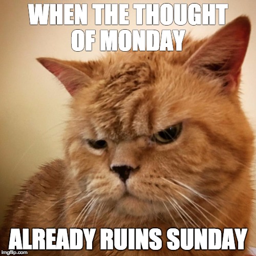 Fatty Cat | WHEN THE THOUGHT OF MONDAY; ALREADY RUINS SUNDAY | image tagged in monday,monday stinks,cats that hate monday | made w/ Imgflip meme maker