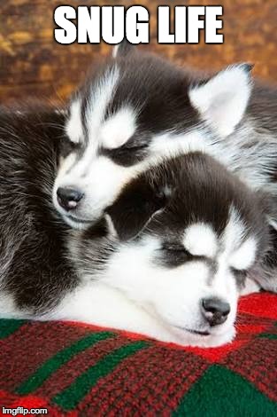 Huskies snuggling | SNUG LIFE | image tagged in huskies snuggling,cute,snuggly | made w/ Imgflip meme maker
