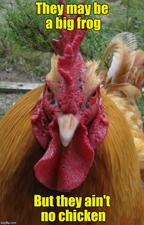 Rooster Be Mad | They may be a big frog But they ain't no chicken | image tagged in rooster be mad | made w/ Imgflip meme maker