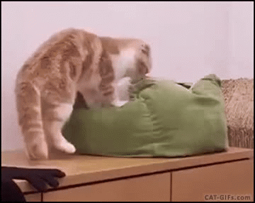 You do not fitz! | image tagged in gifs,cats,if i fitz | made w/ Imgflip video-to-gif maker