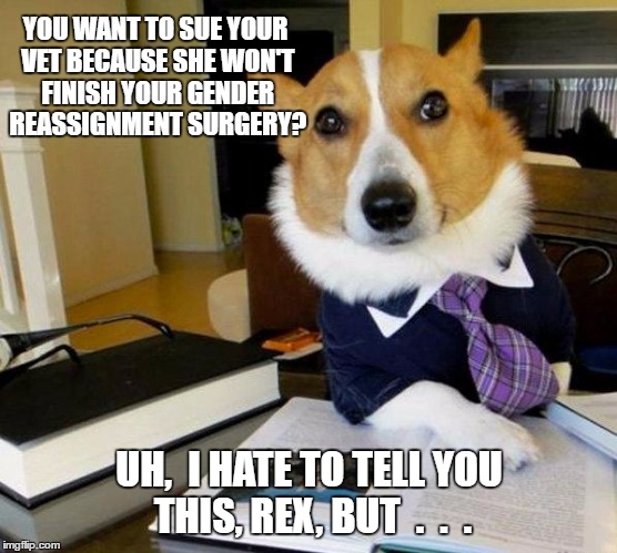 Lawyer dog | YOU WANT TO SUE YOUR VET BECAUSE SHE WON'T FINISH YOUR GENDER REASSIGNMENT SURGERY? UH,  I HATE TO TELL YOU THIS, REX, BUT  .  .  . | image tagged in lawyer dog | made w/ Imgflip meme maker