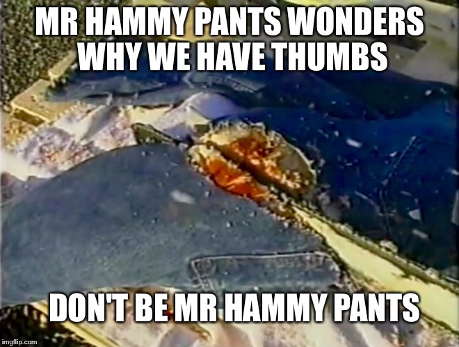 MR HAMMY PANTS WONDERS WHY WE HAVE THUMBS; DON'T BE MR HAMMY PANTS | image tagged in mr hammy pants | made w/ Imgflip meme maker