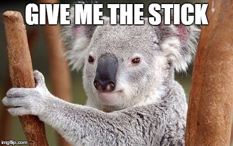 Koala Master | GIVE ME THE STICK | image tagged in animal meme,koala meme,koala,humor,funny,karate | made w/ Imgflip meme maker