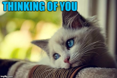 First World Problems Cat | THINKING OF YOU | image tagged in memes,first world problems cat | made w/ Imgflip meme maker