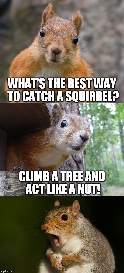 bad pun squirrel - Imgflip
