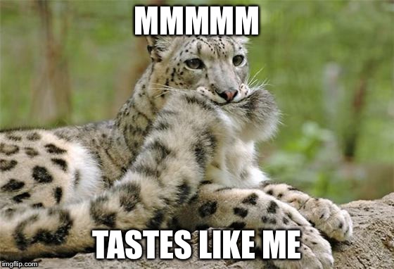 Cats | MMMMM; TASTES LIKE ME | image tagged in cats | made w/ Imgflip meme maker