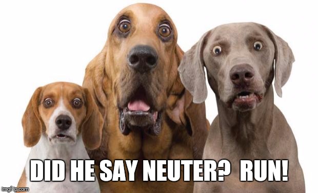 Dogs Surprised |  DID HE SAY NEUTER?  RUN! | image tagged in dogs surprised | made w/ Imgflip meme maker