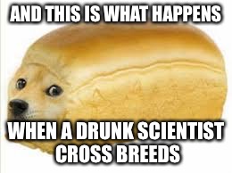 Go home scientist. Your drunk. | AND THIS IS WHAT HAPPENS; WHEN A DRUNK SCIENTIST CROSS BREEDS | image tagged in doge bread,funny,memes | made w/ Imgflip meme maker