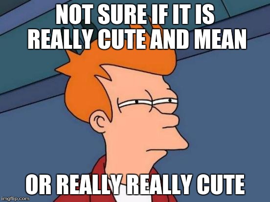 NOT SURE IF IT IS REALLY CUTE AND MEAN OR REALLY REALLY CUTE | image tagged in memes,futurama fry | made w/ Imgflip meme maker