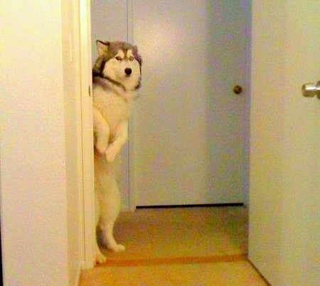 High Quality Husky peeking in doorway  Blank Meme Template