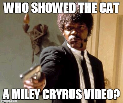 Say That Again I Dare You Meme | WHO SHOWED THE CAT A MILEY CRYRUS VIDEO? | image tagged in memes,say that again i dare you | made w/ Imgflip meme maker