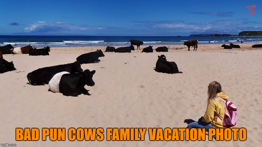 bad pun cows family vacation photo | BAD PUN COWS FAMILY VACATION PHOTO | image tagged in bad pun crow,funny,funny meme,joke,cows,animals | made w/ Imgflip meme maker
