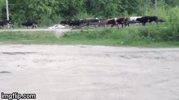 move peasants!!! | image tagged in gifs,cows | made w/ Imgflip video-to-gif maker