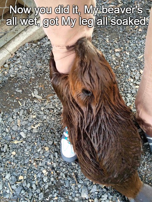 wet beaver | Now you did it, My beaver's all wet, got My leg all soaked. | image tagged in wet beaver | made w/ Imgflip meme maker