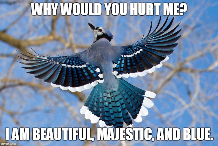 bluejay | WHY WOULD YOU HURT ME? I AM BEAUTIFUL, MAJESTIC, AND BLUE. | image tagged in bluejay | made w/ Imgflip meme maker