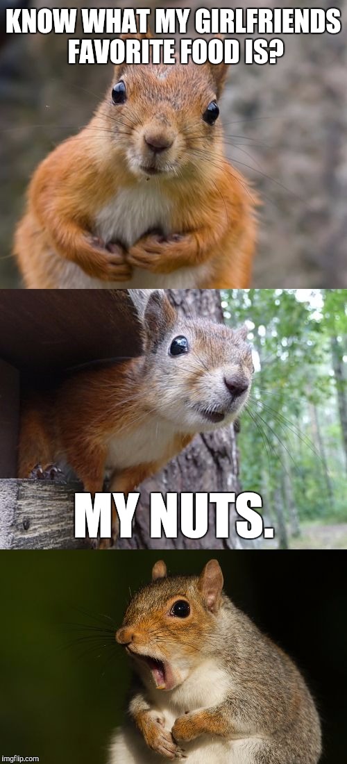 Dirty squirrel.  | KNOW WHAT MY GIRLFRIENDS FAVORITE FOOD IS? MY NUTS. | image tagged in bad pun squirrel,my nuts,memes,funny | made w/ Imgflip meme maker