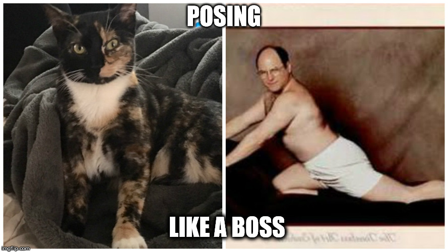 Posing Like a Boss | POSING; LIKE A BOSS | image tagged in cats,george costanza,jerry seinfeld,funny memes,funny cat memes | made w/ Imgflip meme maker